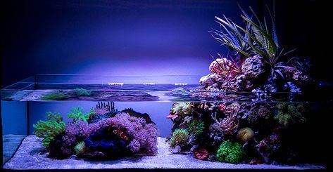 Wawawang's 40 gallon shallow coral reef with open air plants - June 2015 Featured Reef Aquarium Saltwater Aquascape, Reef Aquascaping, Reef Tank Aquascaping, Nano Reef Tank, Marine Fish Tanks, Saltwater Aquarium Fish, Coral Reef Aquarium, Fish Tank Terrarium, Reef Tanks