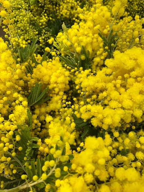 Mimosa Flower Aesthetic, Mimosas Flores, Mimosas Aesthetic, Mimosa Aesthetic, Mimosa Photography, Botany Journal, Mimosa Bouquet, Mimosa Flowers, Mimosa Flower