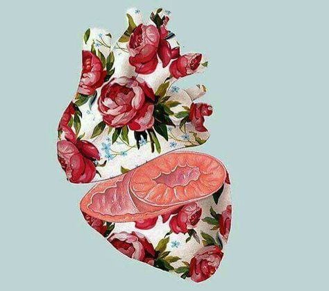 Surrealism Photoshop, Floral Anatomy, Artistic Anatomy, Heart Organ, Anatomical Heart Art, Anatomical Art, Anatomy For Artists, Heart Shape Box, Medical Art