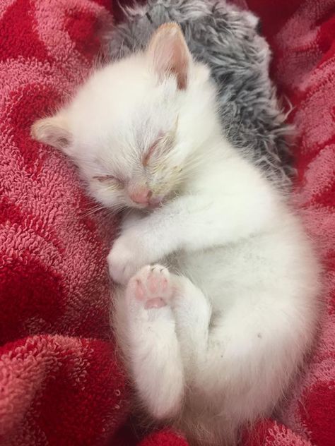 Tiny Kitten Rescued Off the Street, Feels Love for the First Time, The Difference in 2 Months - Love Meow Cat Pfps, Grey Tabby Kittens, Sleeping Cats, Animal Rescue Stories, Cat Obsession, Happy Stories, White Kitten, Tiny Cats, Cat Urine