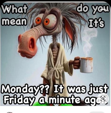 Hello Monday Funny, Funny Morning Quotes Humor Hilarious, Monday Morning Quotes Funny, Happy Monday Quotes Funny, Weekday Humor, Verknipte Humor, Chicken Meme, Funny Good Morning Wishes, Monday Funny