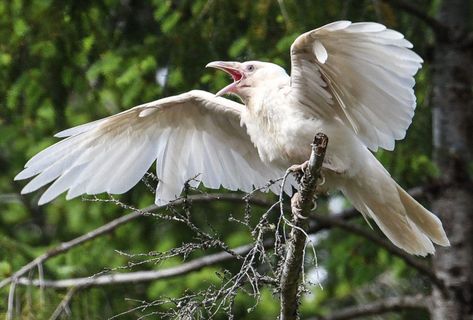 White Raven Photography, Albino Crow, Raven Images, White Raven, White Crow, Raven Bird, Albino Animals, Raven Art, Bird Wings