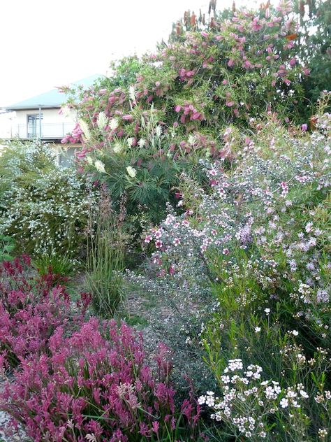 Australian Garden Design, Bush Garden, Native Gardens, Australian Native Garden, Garden Wood, Front Garden Landscape, Pool Landscape Design, Front Garden Design, Cottage Garden Design