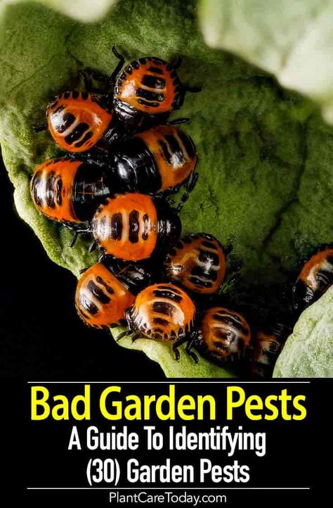 In the garden, you encounter bad garden insects and pests - bugs, flies, caterpillars, and wasps every day. It Insects Pictures, Hortensia Annabelle, Slugs In Garden, Bad Bugs, Lawn Pests, Plant Insects, Organic Pesticide, Garden Bugs, Plant Pests