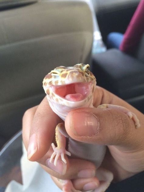 Leopard Gecko, Gecko, Funny Things, Things To Buy, Birthday, Funny, Animals