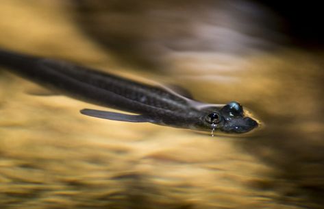 Bumblebee Goby, Brackish Aquarium, Bottom Feeder Fish, Fish Freshwater, African Cichlids, Baby Fish, Puffer Fish, The Aquarium, Freshwater Aquarium