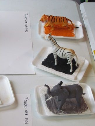 Preschool activity | Animal tracks are not alike from Teach Preschool Handas Surprise, Preschool Zoo Theme, Preschool Jungle, Jungle Activities, Zoo Preschool, Zoo Crafts, Zoo Activities, Dear Zoo, Animal Tracks