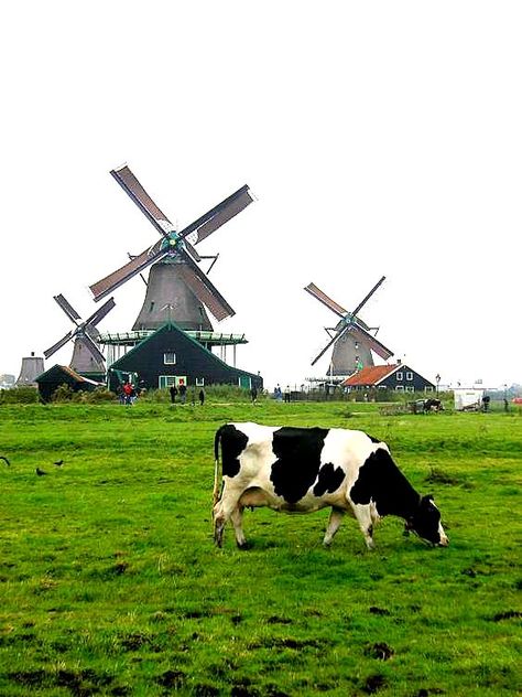 Volendam Netherlands, Dutch Cottage, Heavy Paint, Netherlands Flag, Holland Windmills, Zaanse Schans, Old Windmills, Holland Netherlands, Dutch Windmills