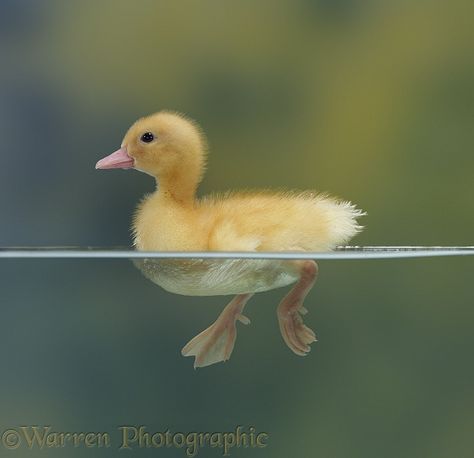 Yellow duckling swimming photo Yellow Duckling, Swimming Photos, Duck Tattoos, Duck Pictures, Animal Movement, Pet Ducks, Cute Ducklings, Kids Art Class, Baby Ducks