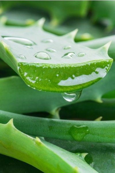 How To Grow Aloe Vera - The Wonder House Plant That Heals! Growing Aloe Vera, Healthy Nutrition Plan, Brown Spots Removal, Magic Herbs, Aloe Vera Plant, Forever Living Products, House Plant, Aloe Vera Gel, Healthy Nutrition