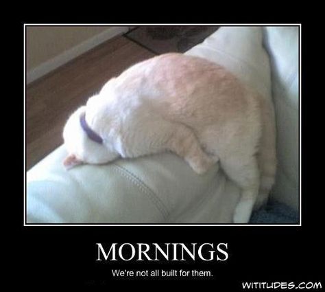 Funny Morning, Good Morning Cat, Hate Mornings, Morning Cat, Not A Morning Person, Monday Humor, Cat Pictures, Morning Person, Friday Humor