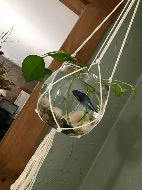 Fish Bowl In Bedroom, Wall Fish Bowl, Aesthetic Fish Bowl Ideas, Office Desk Fish Bowl, Pet Fish Bowl Aesthetic, Fish Bowl Aesthetic, Hanging Fish Bowl, Cute Fish Bowl Ideas, Betta Fish Bowl Ideas