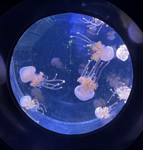 Self Sustaining, Alien Stage, Jellyfish, Swimming, Water, Animals, Instagram