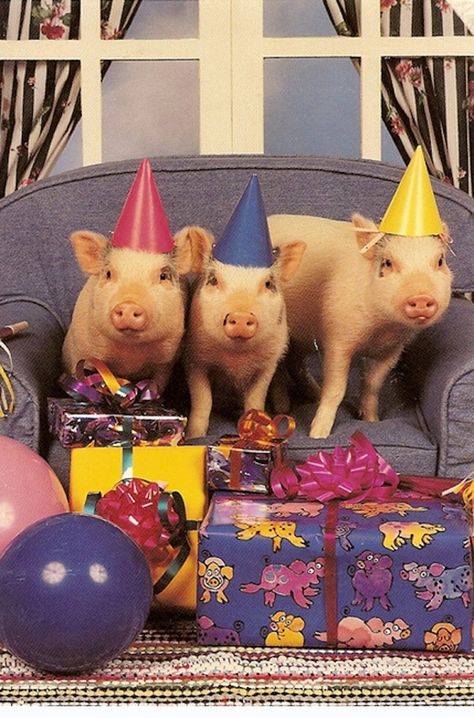 40 Reasons Why You Can Be Happy About The Bacon Shortage Happy Birthday Pig, Piglet Birthday, Pigs Quote, Teacup Pig, Micro Pigs, Birthday Memes, Teacup Pigs, Tout Rose, Mini Pigs