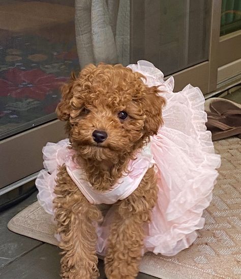 Apricot colored brown teacup poodle puppy in pink fluffy tutu dress on deck Small Brown Curly Hair Dog, Brown Poodle Aesthetic, Teacup Toy Poodle, Brown Teacup Poodle, Cute Toy Poodle Puppies, Mini Poodle Aesthetic, Big Poodle Dogs, Dogs With Curly Hair, Brown Mini Poodle