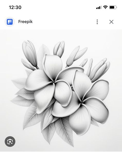 Bali Flowers Tattoo, Plumeria Tattoo Stencil, Frangipani Tattoo Designs, Bali Flower Tattoo, Frangipani Drawing, Fiori Frangipani, Plumeria Flower Tattoos, Frangipani Tattoo, Hawaiian Flower Tattoos