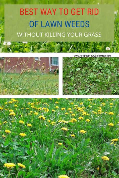 How To Get Weeds Out Of Lawn, How To Get Rid Of Weeds In Lawn, Remove Weeds From Lawn, Natural Weedeater, How To Remove Weeds From Lawn, Kill Weeds Not Grass, Edging Front Yard, Removing Grass For Garden, Fountain Front Yard