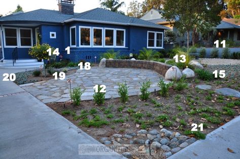 Lawn Makeover, Drought Tolerant Landscape Front Yard, Desert Landscape Front Yard, Landscape Front Yard, Pretty Cactus, Drought Resistant Landscaping, Front Yard Plants, California Backyard, Garden Cactus