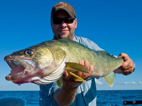 Best Walleye Lures, Walleye Jigs, Walleye Fishing Lures, Walleye Rigs, Walleye Fishing Tips, Ice Fishing Gear, Walleye Fishing, Fishing Rigs, Fishing Knots