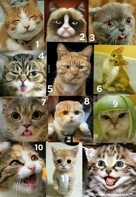 Cat Scale Mood, On A Scale Of Cat How Are You Feeling Today, What Cat Are You Today, Which One Are You Feeling Today Meme, Which Cat Are You Today, Mood Scale Funny, Which Cat Are You, Kitty Hacks, Mood Scale