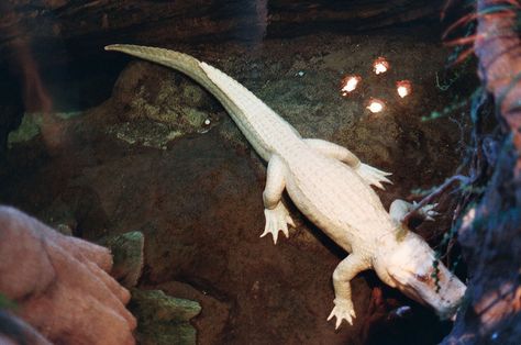 Albino crocodile Louisiana Birds, Albino Alligator, Alligator Hunting, Rare Albino Animals, White Alligator, Albino Animals, Cute Reptiles, Rare Animals, Crocodiles