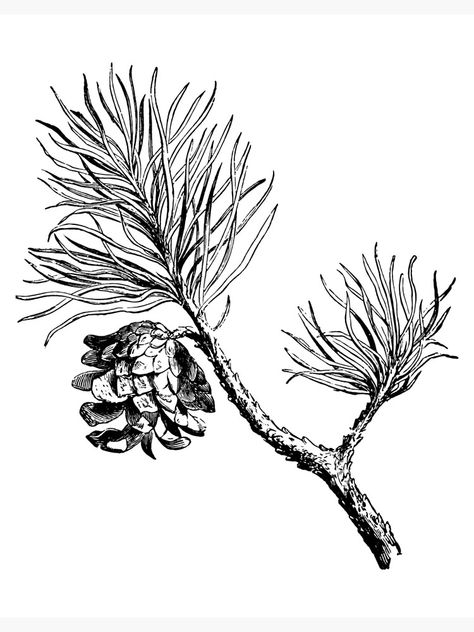 Botanical Illustration Black And White, Pine Tattoo, Country Tattoos, Botanical Line Drawing, Pen Art Drawings, Engraving Illustration, Botanical Illustration Vintage, Antique Illustration, Tree Illustration