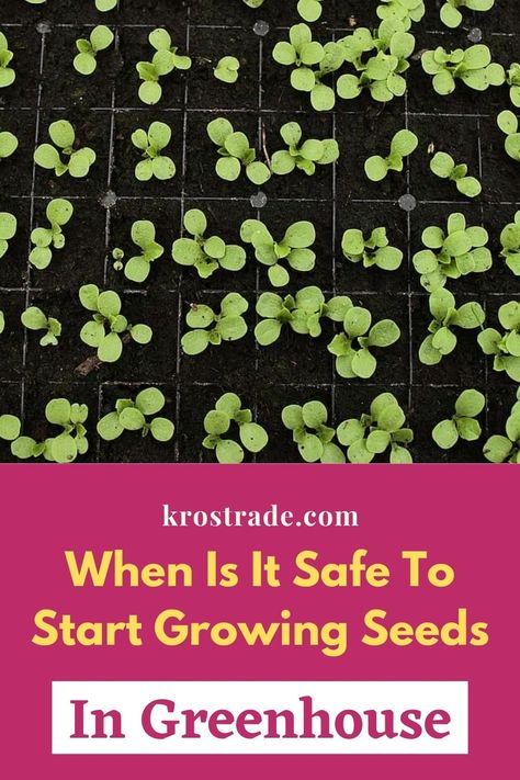 Greenhouse Planting Ideas, Starting Seeds In Greenhouse, Greenhouse For Beginners, Seed Planting Calendar, Seed Starting Greenhouse, Greenhouse Seed Starting, Starting Seeds Outdoors, Growing Plants From Seeds, Starting Plants From Seeds