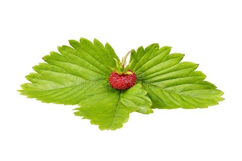 Wild strawberry and leaf. Wild strawberry on a leaf , #Aff, #Wild, #strawberry, #leaf #ad Strawberry Icon, Strawberry Leaf, Digital Design Trends, Strawberry Leaves, Wild Strawberry, Wild Strawberries, Plant Leaves, Digital Design, Design Trends