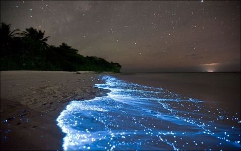 One of the simplest, yet amazing sights to behold "Fire Algae" -- Bioluminescent phytoplankton in the Maldives. Vaadhoo Island, Bioluminescent Plankton, جزر المالديف, Bioluminescent Bay, Sea Of Stars, Stars In The Sky, Charcoal Drawings, Porto Rico, Bhutan