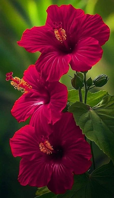 Pretty Flowers Photography, Very Beautiful Flowers, Beautiful Flowers Photography, Beautiful Flowers Photos, Wallpaper Nature Flowers, Beautiful Flowers Garden, Beautiful Flowers Wallpapers, Beautiful Flowers Pictures, Sea Beach