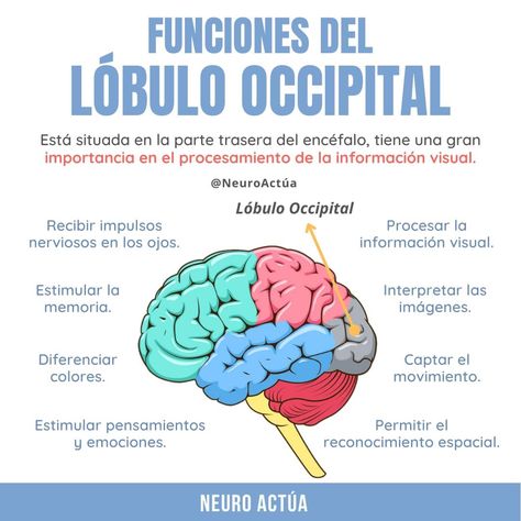 Funciones del lóbulo occipital. Carl Jung Quotes, Studying Medicine, Tarot Significado, Psychology Studies, Mental And Emotional Health, New Things To Learn, Emotional Health, Emotional Intelligence, Psych