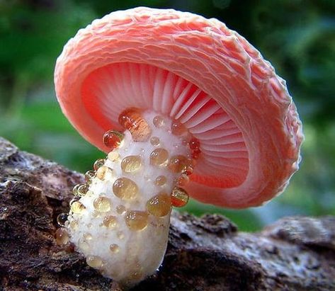 Peach Mushroom, Pink Mushroom, Pink