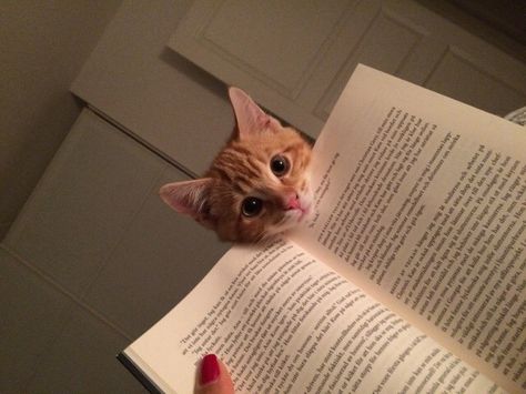 Cat Humour, Heart Cats, Pet Funny, Image Chat, Cat Books, Ginger Cats, Cute Kittens, Cat Paws, Cats Meow