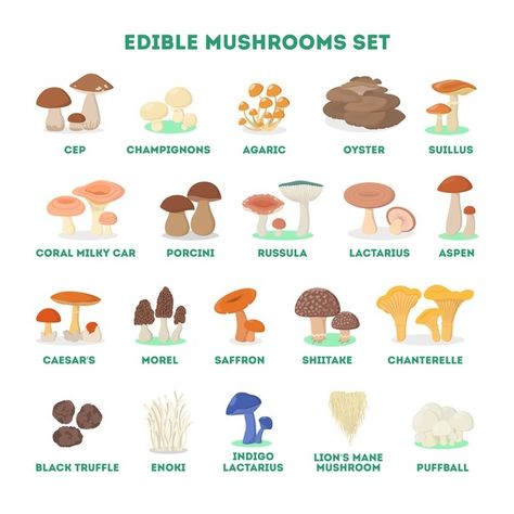 King Mushroom, Mushroom Background, Mushroom Identification, Vegetarian Nutrition, Vegetarian Menu, Mushroom Drawing, Edible Mushrooms, Porcini Mushrooms, Forest Color