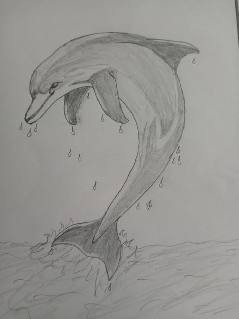 Dolphin,fish,water,sea,ocean Dolphins Sketch, Dolphin Drawing Realistic, Drawings Of Dolphins, Drawing Of Dolphin, Dolphins Drawing, Dolphin Sketch, Dolphin Project, Dove Drawing, Dolphin Drawing