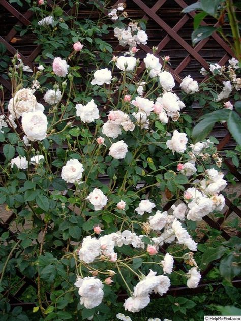 'The Albrighton Rambler' Rose Photo Albrighton Rambler Rose, Planting Combinations, Rose Photo, David Austin Roses, Coach House, David Austin, Rose Photos, Park Lane, English Roses