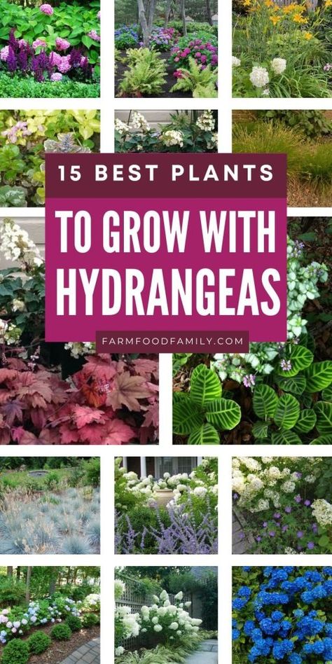 15 Stunning Plants to Pair with Hydrangeas for a Gorgeous Garden 19 Plants To Pair With Hydrangeas, Hydrangeas In Front Of House Porches, Hydrangea And Allium Garden, Hydrangea Pairing, What To Pair With Hydrangeas, Plants With Hydrangeas, Hydragenas Garden Ideas, Hydrangea Garden Ideas, What To Plant With Hydrangeas