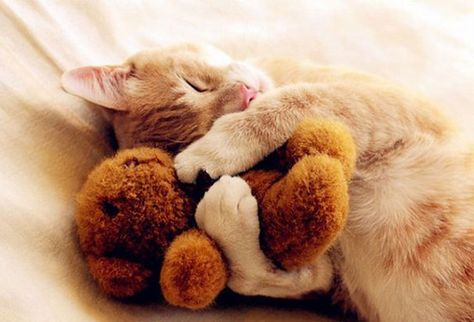 Image Chat, Söt Katt, A Teddy Bear, Cat Sleeping, Cute Kittens, Cute Bear, Cat Nap, White Cat, Crazy Cats