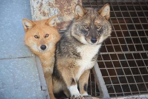 Native American Indian Dog, Dog Science, American Indian Dog, Northern Inuit Dog, Asian Dogs, Bloodhound Dogs, Dog Crossbreeds, Rare Dogs, Fox Dog