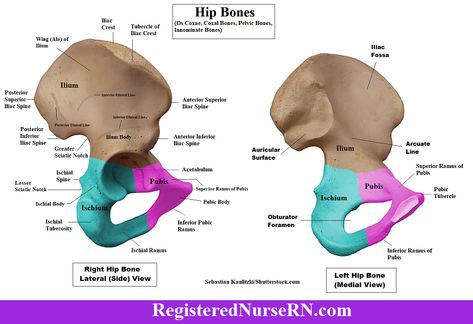 Hip Bones Anatomy (Os Coxae, Pelvic Girdle): Ilium, Ischium, and Pubis Levator Ani, Hip Anatomy, Anatomy Notes, Pelvic Girdle, Pelvic Bone, Pelvic Region, Anatomy Lessons, Gluteal Muscles, Basic Anatomy And Physiology