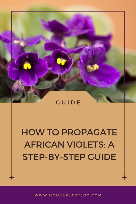 Grow more African Violets! Learn the easy step-by-step guide to propagating your favorite plants. Multiply the beauty! #AfricanViolet #PlantPropagation #Houseplants #DIYGardening #PlantLove African Violet Propagation, Propagating African Violets, African Violet Care, African Violet, Propagating Plants, African Violets, Easy Step, Step Guide, The Process