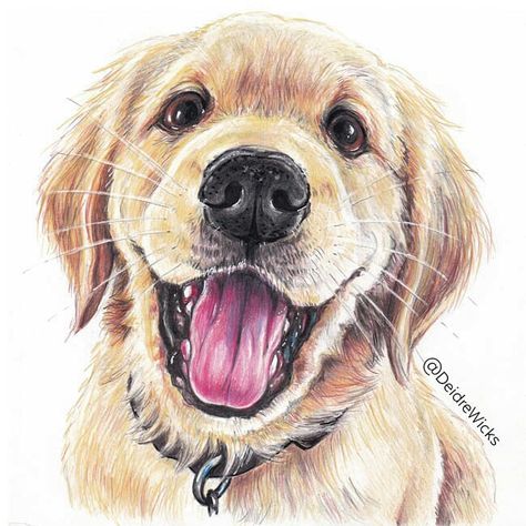 Yellow lab puppy portrait /Colored pencil on paper Pencil Color Drawing Animals, Dog Colored Pencil Drawings, Colored Pencil Dog Portraits, Dog Drawing Colored Pencil, Pet Portraits Colored Pencil, Animal Drawings Colored Pencil, Lab Puppy Drawing, Lab Dog Drawing, Yellow Lab Drawing