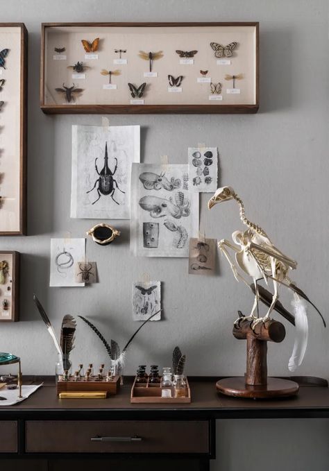 Naturalist Decor, Cabinet Of Curiosity, Cabinet Of Curiosities, Taxidermy, Dream Room, House Inspiration, On Display, Art Room, Room Inspo