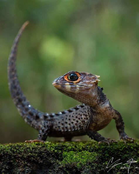 Red Eyed Crocodile Skink, Crocodile Skink, Beast Creature, Wild Animals Pictures, Cute Reptiles, Unusual Animals, Reptiles And Amphibians, Lizards, Weird Animals