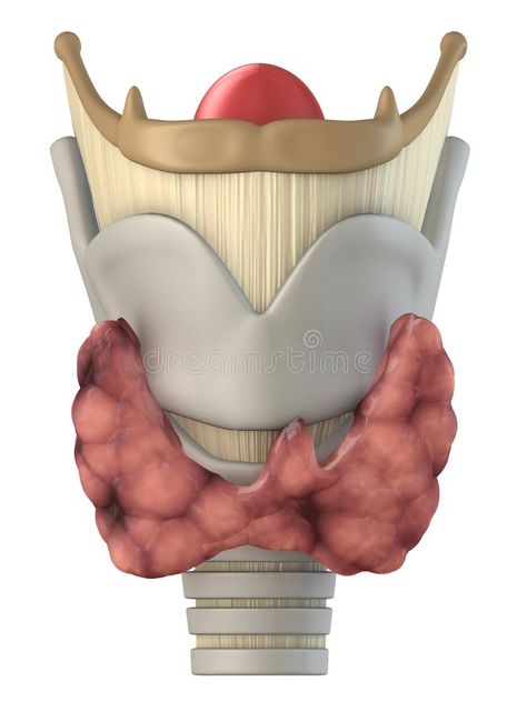 Larynx Anatomy, Human Body Diagram, Handwriting Template, Anatomy Illustration, Medical Dictionary, Medical Stickers, Biology Classroom, Nurse Study Notes, Medical Wallpaper