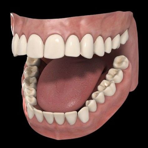 Model Anatomy, Teeth Anatomy, Teeth Model, Teeth Drawing, 3d Anatomy, Teeth Art, Diamond Teeth, Face Anatomy, Systems Art