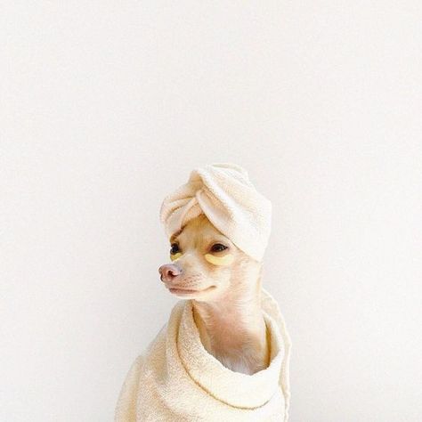 Dog Skin Care, Dog Spa, Skin Aesthetics, Pet Spa, Morning Skincare, Dog Skin, Morning Skin Care Routine, Winter Skin, Skin Clinic