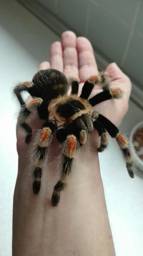 Mexican Fire Leg Tarantula, Trantuala Spider, Aesthetic Tarantula, Big Tarantula, Tarantula Aesthetic, Mexican Red Knee Tarantula, Tarantula Pet, Unique Spiders, Mexican Animals