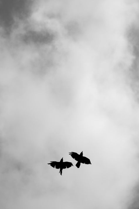 الفن الرقمي, Flying Birds, Minimalist Photography, Two Birds, Trik Fotografi, Black And White Aesthetic, Dark Photography, Birds Flying, White Aesthetic