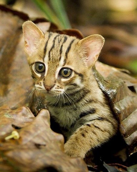 Cat Therian Mask, Rusty Spotted Cat, Cat Habitat, Cat Therian, Sand Cat, Therian Mask, Spotted Cat, Cat Species, Exotic Cats